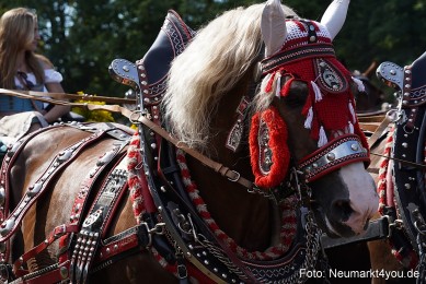 Pferde-und-Fohlenschau-2022-0216-