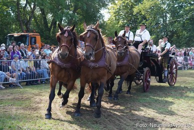 Pferde-und-Fohlenschau-2022-0218-