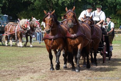 Pferde-und-Fohlenschau-2022-0231-