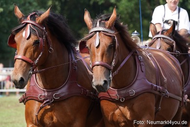 Pferde-und-Fohlenschau-2022-0232-