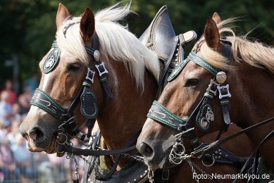 Pferde-und-Fohlenschau-2022-0237-