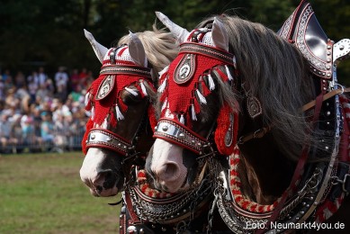 Pferde-und-Fohlenschau-2022-0239-