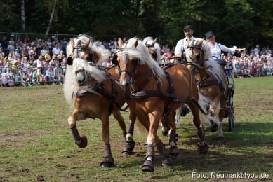 Pferde-und-Fohlenschau-2022-0255-