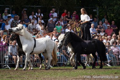 Pferde-und-Fohlenschau-2022-0270-