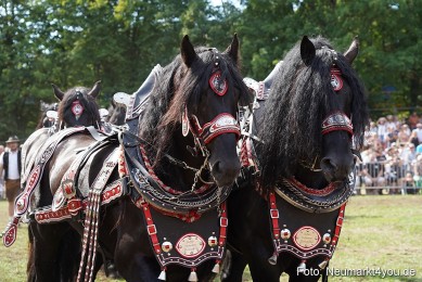 Pferde-und-Fohlenschau-2022-0300-