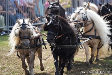 Pferde-und-Fohlenschau-2022-0309-