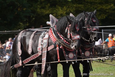 Pferde-und-Fohlenschau-2022-0315-