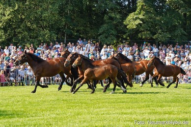 Pferde-und-Fohlenschau-JURA-Volksfest-2023-0025