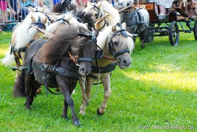Pferde-und-Fohlenschau-JURA-Volksfest-2023-0046