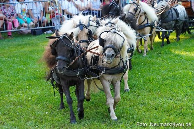 Pferde-und-Fohlenschau-JURA-Volksfest-2023-0052