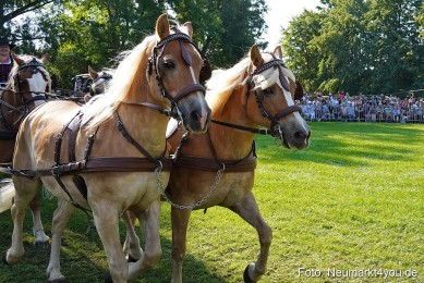 Pferde-und-Fohlenschau-JURA-Volksfest-2023-0092