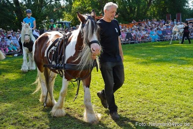 Pferde-und-Fohlenschau-JURA-Volksfest-2023-0104
