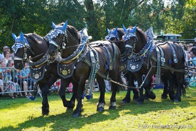 Pferde-und-Fohlenschau-JURA-Volksfest-2023-0191