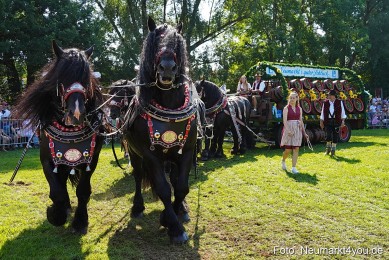 Pferde-und-Fohlenschau-JURA-Volksfest-2023-0199
