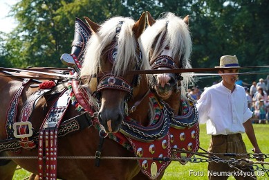 Pferde-und-Fohlenschau-JURA-Volksfest-2023-0206