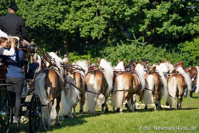 Pferde-und-Fohlenschau-2025-0019