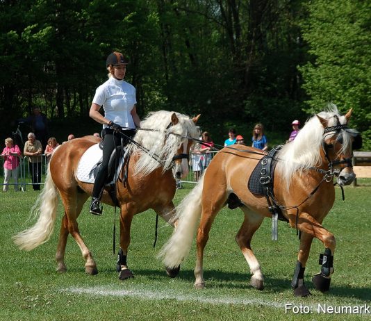 Nordbayerisches Haflingertreffen in Neumarkt