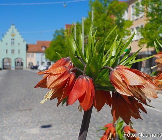Über 10.000 Blumen und Pflanzen für Neumarkt